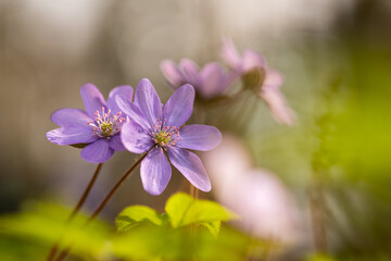 Delikatne przylaszczki w lesie – romantyczna scena w ciepłym świetle © Elżbieta Kaps