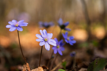 Wiosenne przylaszczki oświetlone ciepłym światłem – naturalne tło leśne © Elżbieta Kaps