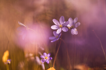 Przylaszczki w lesie z miejscem na tekst – wiosenne tło w naturalnym świetle © Elżbieta Kaps