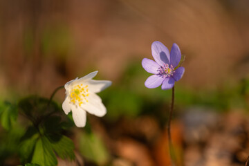 Delikatne przylaszczki w lesie – romantyczna scena w ciepłym świetle © Elżbieta Kaps