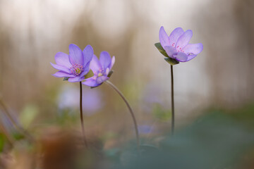 Delikatne przylaszczki w lesie – romantyczna scena w ciepłym świetle © Elżbieta Kaps