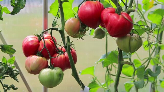 Red large heart tomatoes on a branch.