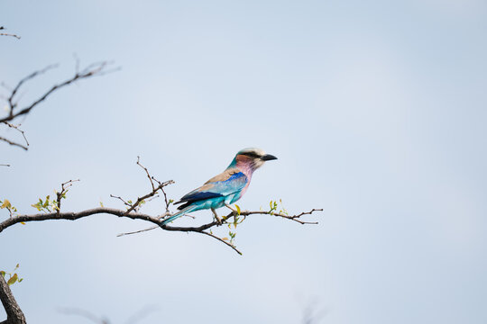 lilac breasted roller