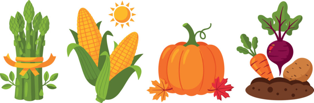 Autumn harvest vegetables vector set with asparagus corn pumpkin beetroot carrot and potato seasonal food illustration