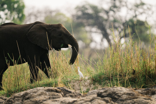 eephants