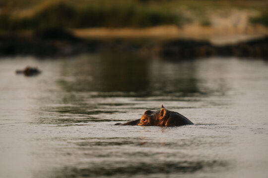 hippo