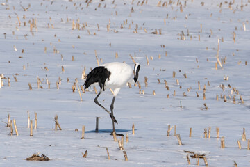 Fototapeta premium Grue du Japon