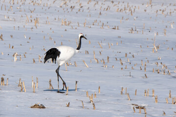 Fototapeta premium Grue du Japon