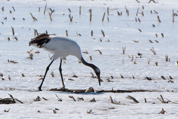 Fototapeta premium Grue du Japon