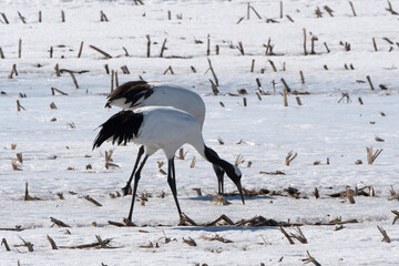 Fototapeta premium Grue du Japon