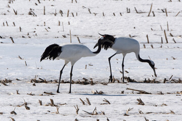 Fototapeta premium Grue du Japon