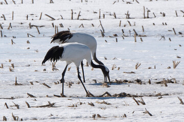 Fototapeta premium Grue du Japon