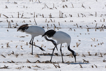 Fototapeta premium Grue du Japon