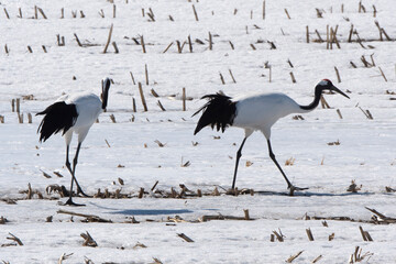 Fototapeta premium Grue du Japon