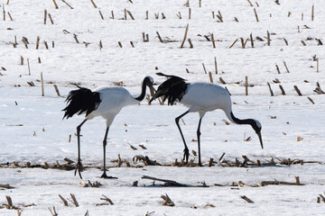 Fototapeta premium Grue du Japon
