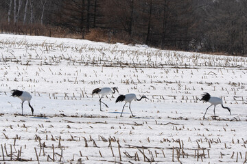 Fototapeta premium Grue du Japon