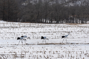 Fototapeta premium Grue du Japon