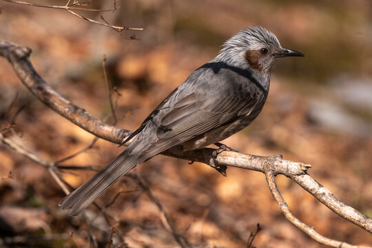 Bulbul &agrave; oreillons bruns