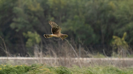 Female Hen harrier (Circus cyaneus) flying low over dry vegetation in a coastal wetland, Cyprus. © world_by_savvas