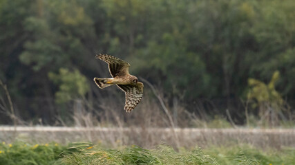 Female Hen harrier (Circus cyaneus) flying low over dry vegetation in a coastal wetland, Cyprus. © world_by_savvas
