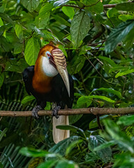 Blyth's Hornbill © YK