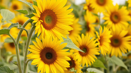 Obraz premium Sunflower Symphony: A vibrant field of sunflowers in full bloom basks in the sun, creating a visually stunning spectacle of nature's beauty and the radiance of summer.