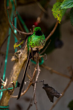 colibri en jard&iacute;n de casa 