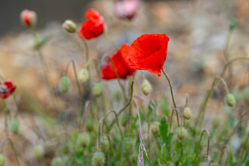Obraz premium poppy plant with red flowers