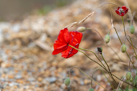 poppy plant with red flowers