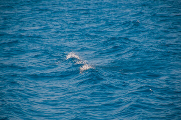 Fototapeta premium dark ocean water. sea ​​water pattern, natural composition of ripples on the water. texture of foam in water