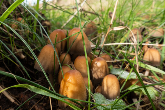 Cluster of Glistening Inkcap mushrooms growing in grass