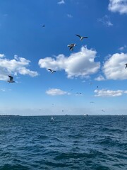 Fototapeta premium Seagulls flying over blue sea with dramatic cloudy sky, Izmir Turkey