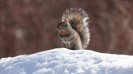 Obraz premium Grey Eastern Grey Squirrel