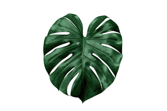 Monstera deliciosa leaf on transparent background, tropical green foliage, botanical plant close-up, nature detail