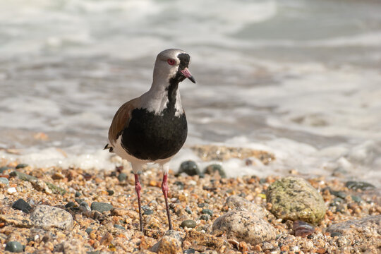 Southern lapwing standing on pebbled beach near shoreline