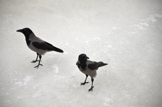 A pair of grey and black hooded crows walking on a textured melting ice surface. Minimalist winter or early spring nature landscape under soft daylight. Bird wildlife scene in the wild.