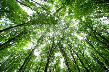 Naklejka premium Forest trees. nature green wood sunlight backgrounds