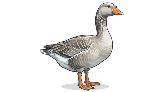 gander isolated on white