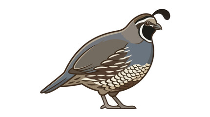 quail isolated on white © Mimo95