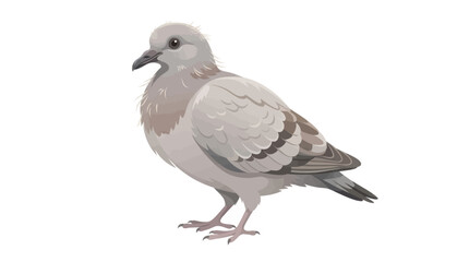 squab isolated on white background © Mimo95