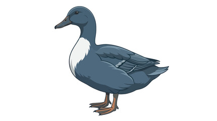 swedish blue duck isolated on white © Mimo95