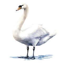 Fototapeta premium watercolor vector of Swan, isolated on a white background.