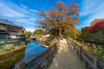Fototapeta premium Senhime pathway near Senba river with momiji red leaves in autumn season. Himeji. Japan