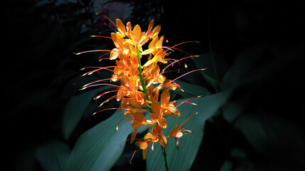 Obraz premium Vibrant Orange Flowers Against Dark Background