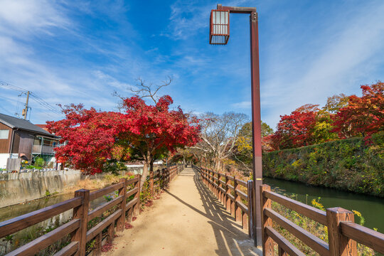 Senhime pathway near Senba river with momiji red leaves in autumn season. Himeji. Japan