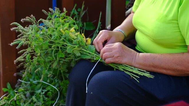 Close side view of an elderly woman tying mint bundles with string on her lap, soft daylight and calm hands in focus. Drying herbs at home supports natural remedies and less waste.