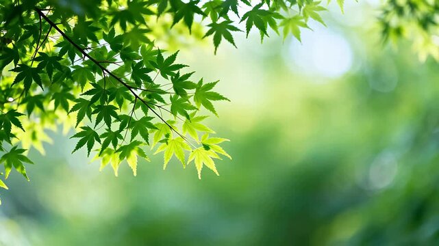 Green maple leaves in sunlight
