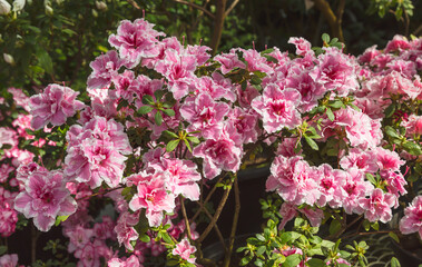 blooming azalea, rhododendron, aquarell,
