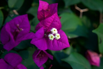 Macro photography of a purple Bougainvillea cluster, capturing the delicate, papery texture of the...