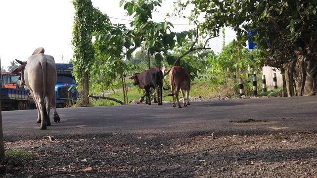 Close-up view of an Indian bull standing on a rural roadside in India. The scene highlights traditional livestock, cultural significance of sacred cows, and everyday street life in rural areas.